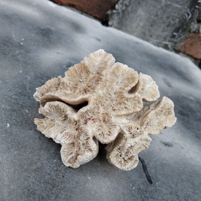 BATU KARANG AQUARIUM BENTUK BUNGA MEKAR/ BATU KARANG HIAS AQUARIUM AQUASCAPE/ BATU KARANG BENTUK MET