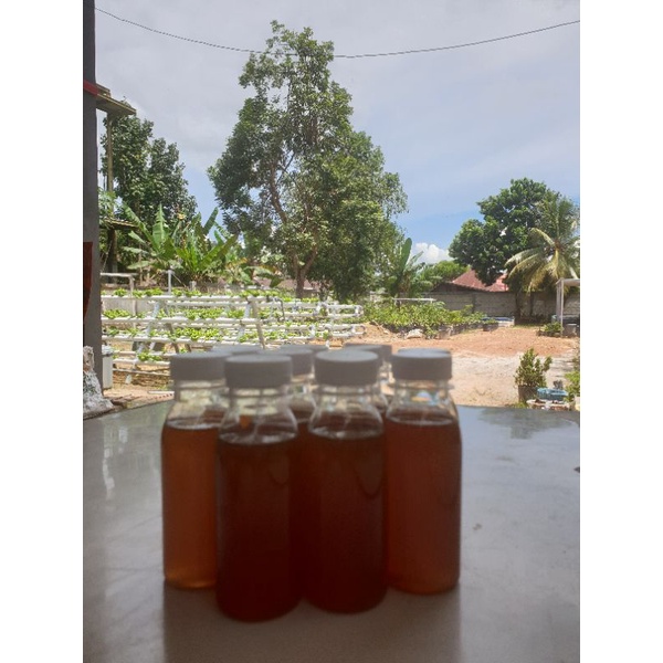 

madu murni hutan Kalimantan