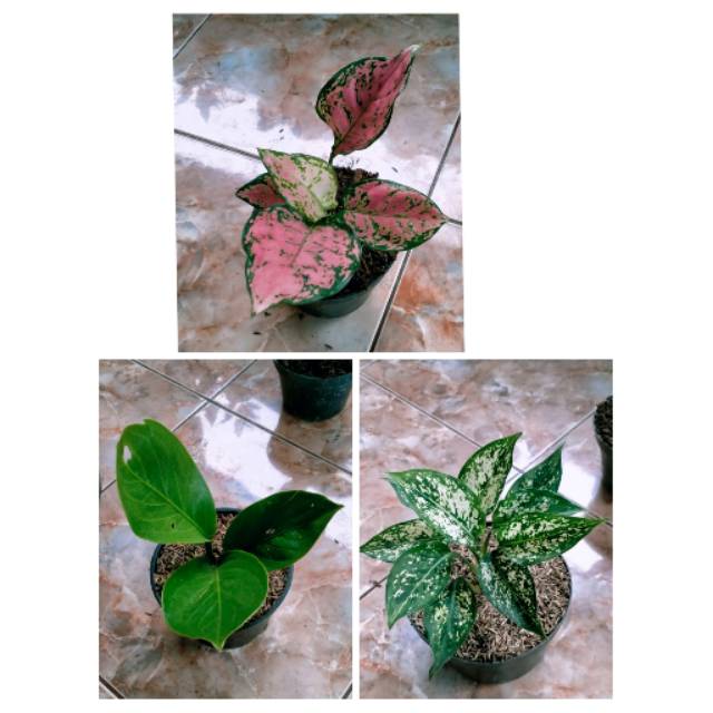 Paket Murah - aglonema snowwhite - aglonema Falentine - Antorium cobra