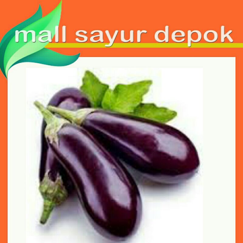 

Terong ungu