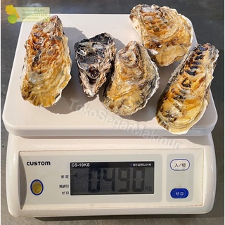 

Kerang Tiram Oyster Segar 1Kg