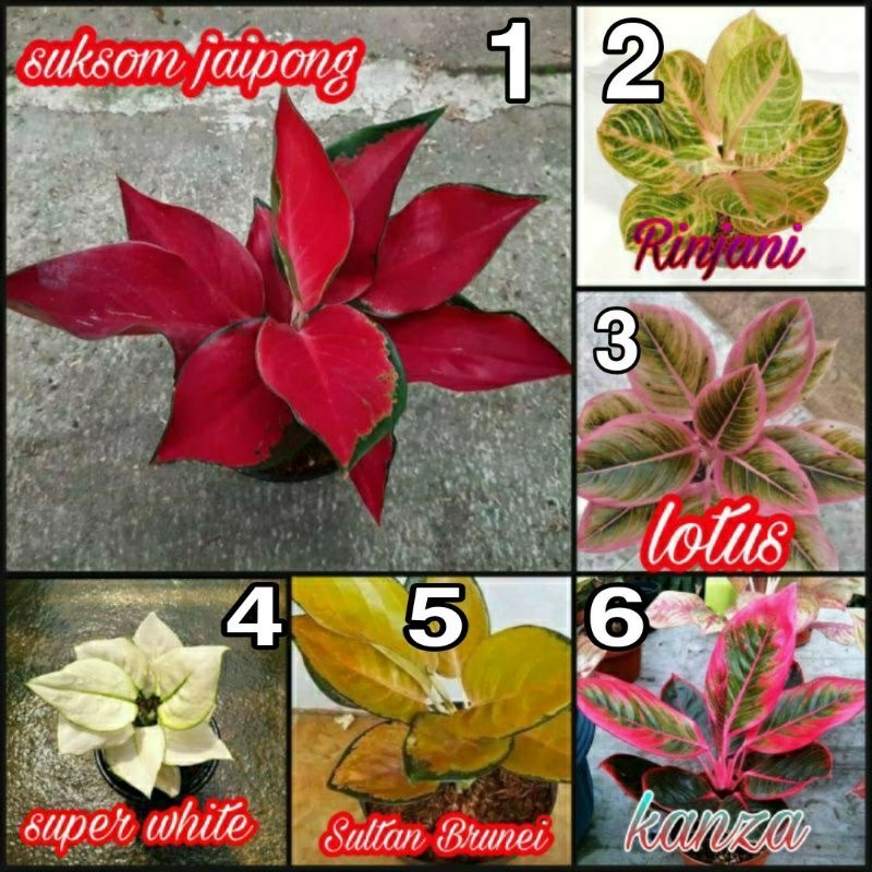 PROMO PAKET 6 BONGGOL/BENIH AGLONEMA SUKSOM JAIPONG aglonema super dll