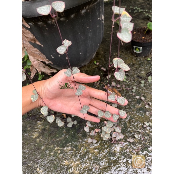 Ceropegia woodii variegata / String of heart variegata SOH (BAHAN STEK) 40cm an