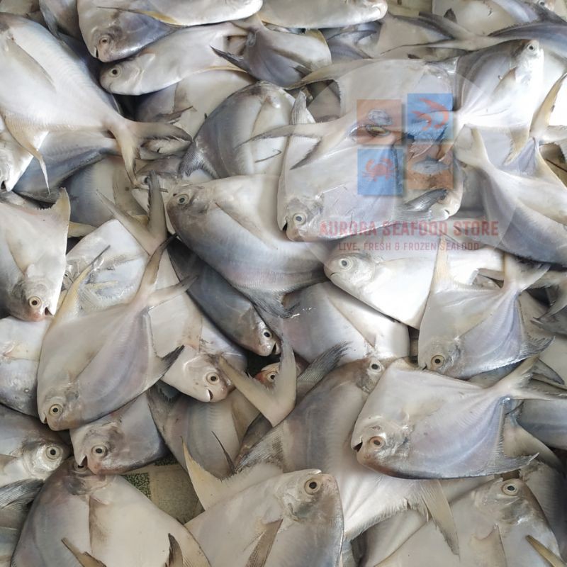 

Ikan Bawal Putih Frozen Ukuran 200-300 gr perekor