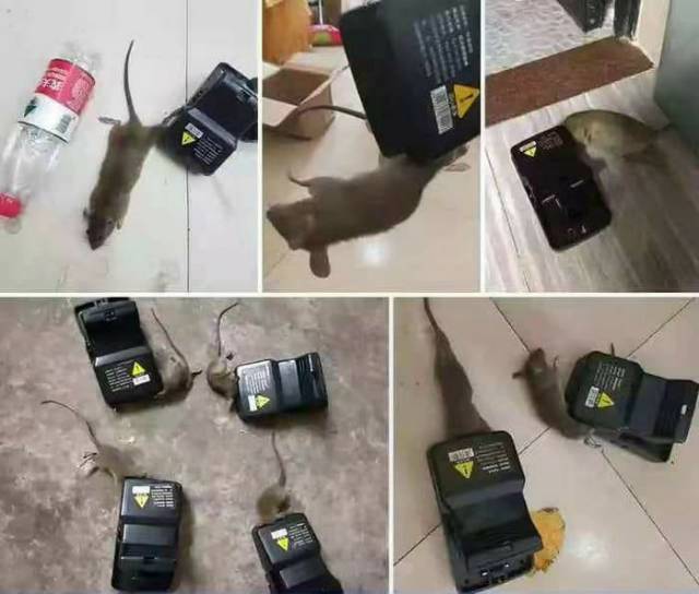 Perangkap tikus