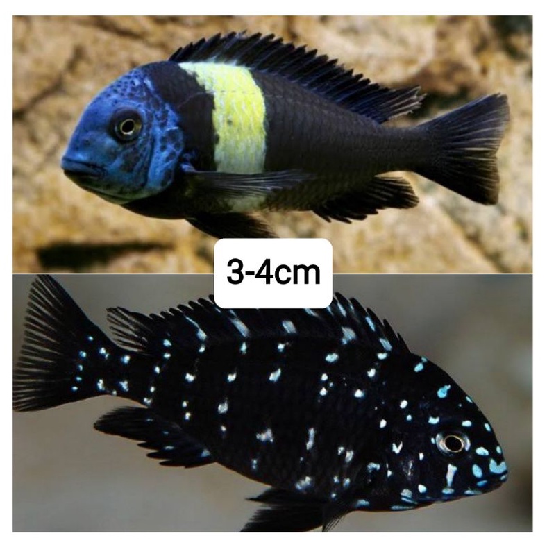 cichlid tanganyika tropheus duboisi 3-4cm