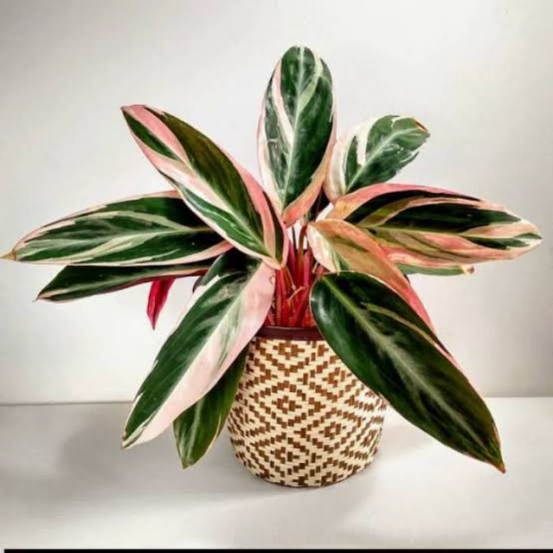 paket komplit tanaman hias Meranti Bali + pot cantik + media tanam + tatakan pot + serabut kelapa pe