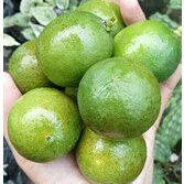 

Jeruk Nipis/Jeruk Pecel Segar Fresh Termurah