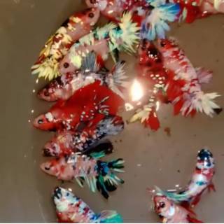 ikan cupang koi galaxy multicolor | shopee indonesia