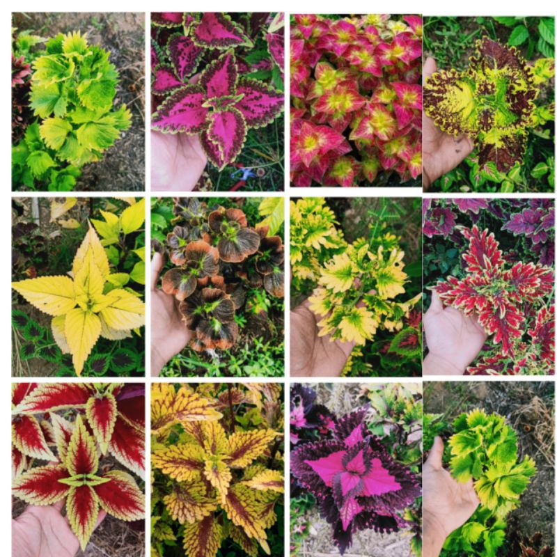 Tanaman Hias Murah 20 Jenis Miana Langka Bunga Miana Premium