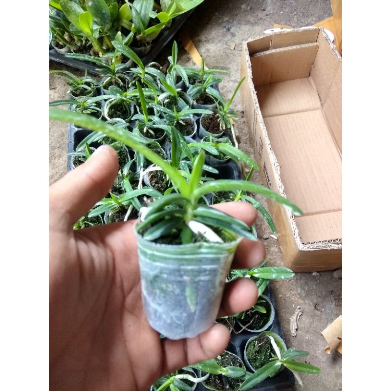 Anggrek vanda seedling