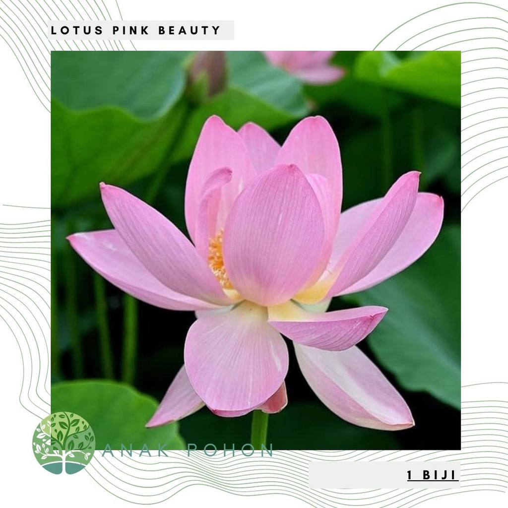 Benih Bibit Biji - Bunga Lotus PINK BEAUTY Tanaman Air Seroja Teratai Flower Seeds - IMPORT