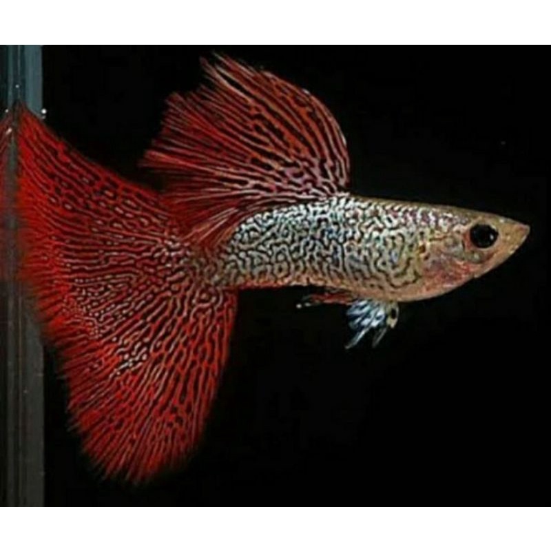 ikan guppy red lace/ikan aquascape/ikan hias/ikan guppy murah