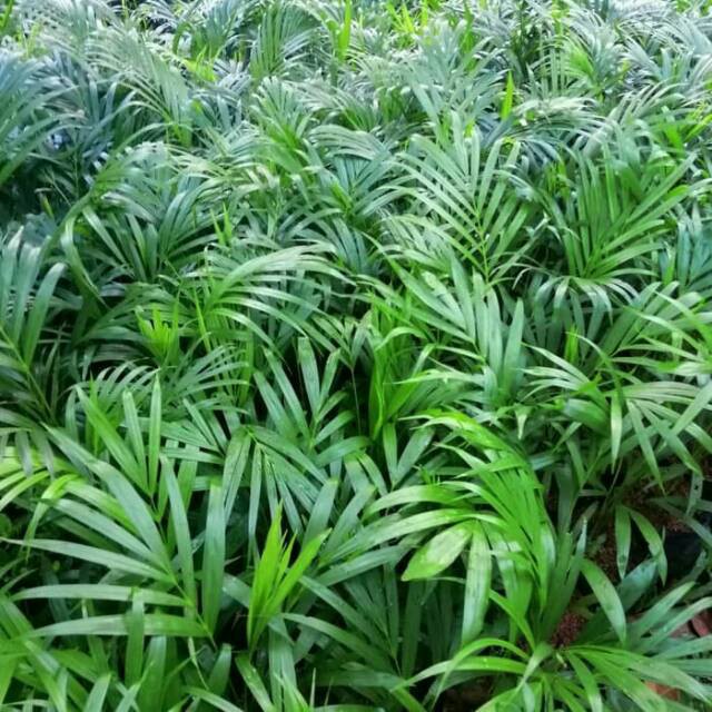 Tanaman palem kuning - tanaman indoor palem kuning tinggi 50cm