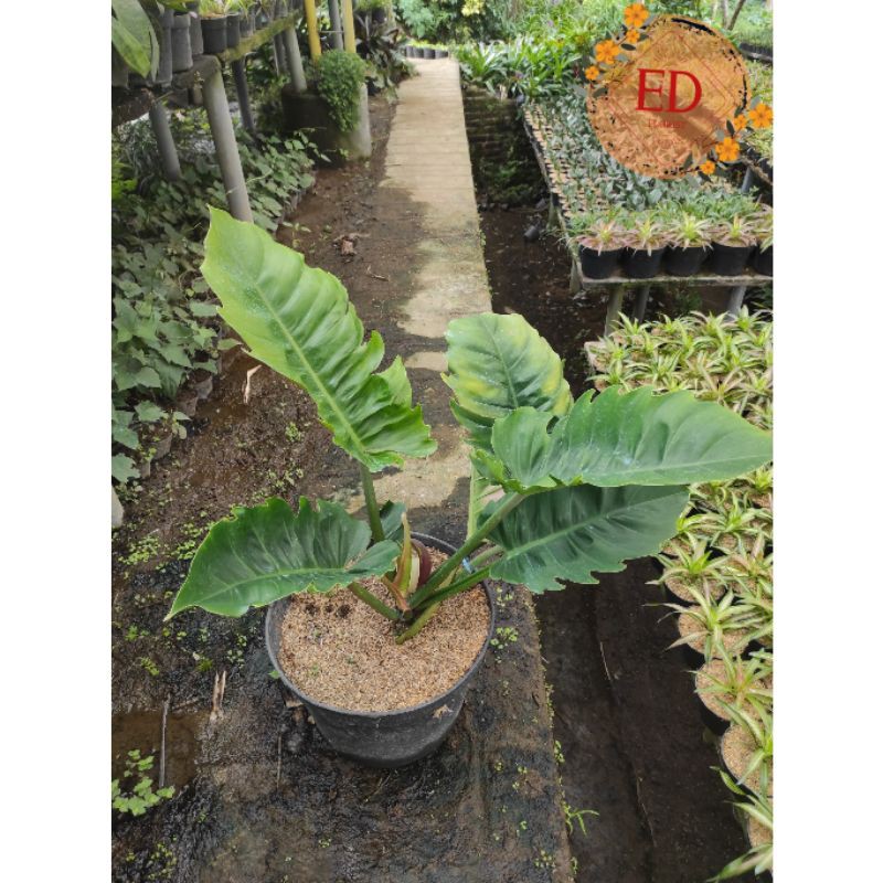 Bibit philo gergaji / philo crocodile / philo green saw