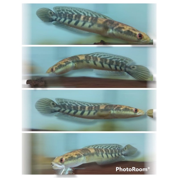 yellow sentarum 14-16cm bar simet kualitas grade A