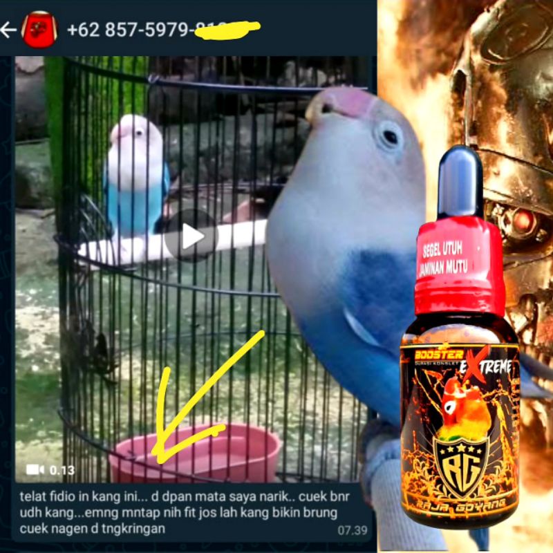 kly OIL BOOSTER EXTREME RG/ VITAMIN BURUNG LOVEBIRD TERBARU RAJAGOYANG/VITAMIN LOVEBIRD KONSLET/COD