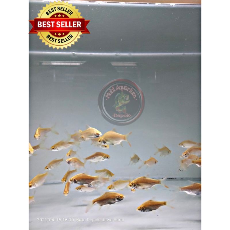 Ikan kaviat albino - ikan hias aquascape - Tankmate ikan predator/arwana