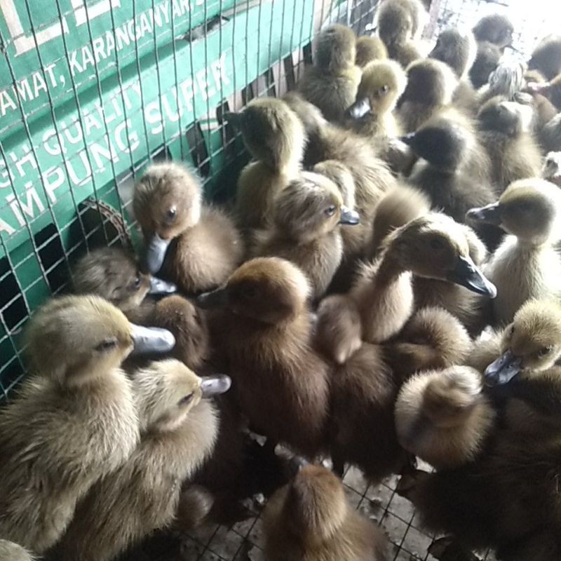 bebek betina - bebek petelur - anak bebek betina