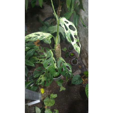 janda bolong variegata