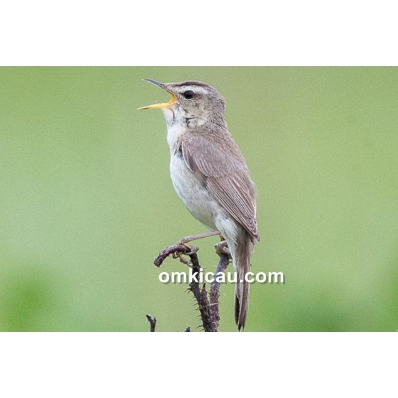 Jual Burung Kerak Basi Alis Hitam Jawa | Shopee Indonesia