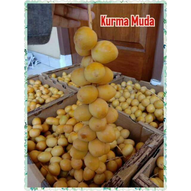 

KURMA MUDA
