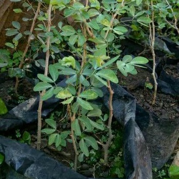 bahan bonsai asem londo kranji