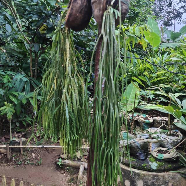 Tanaman Hias Kumpay Murah