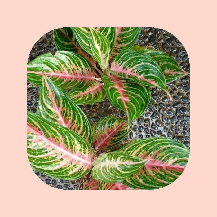 Tanaman Hias Aglonema Pink Beauty (Size Remaja) - Rimbun-tanaman hias hidup-bunga hias hidup-bunga h