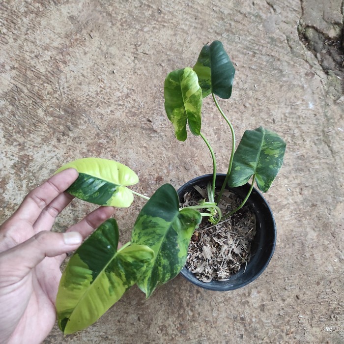 philodendron burle marx varigata | variegata