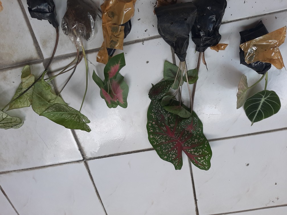 Alokasia Black Velvet Remaja Daun 1 - 2 Dan 3