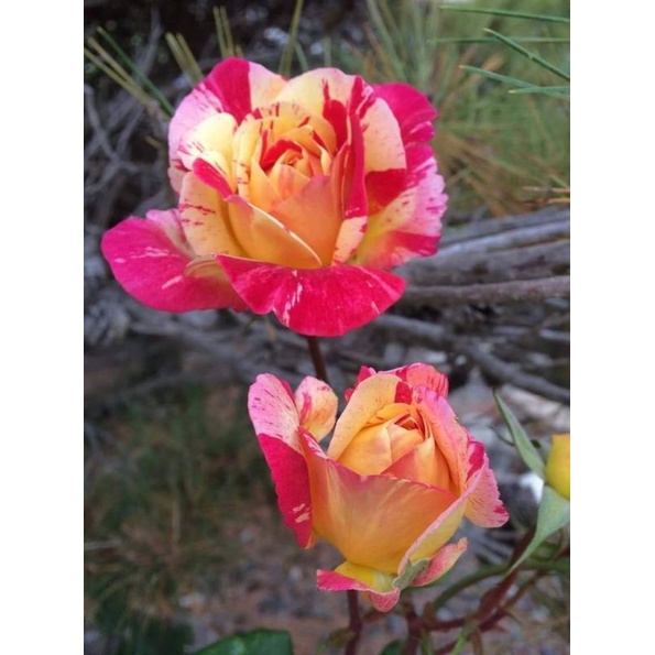 Tanaman Hidup Bunga Mawar Batik Orange -Ukuran Dewasa-Mawar murah- Tanaman hidup-Mawar cantik-Mawar 