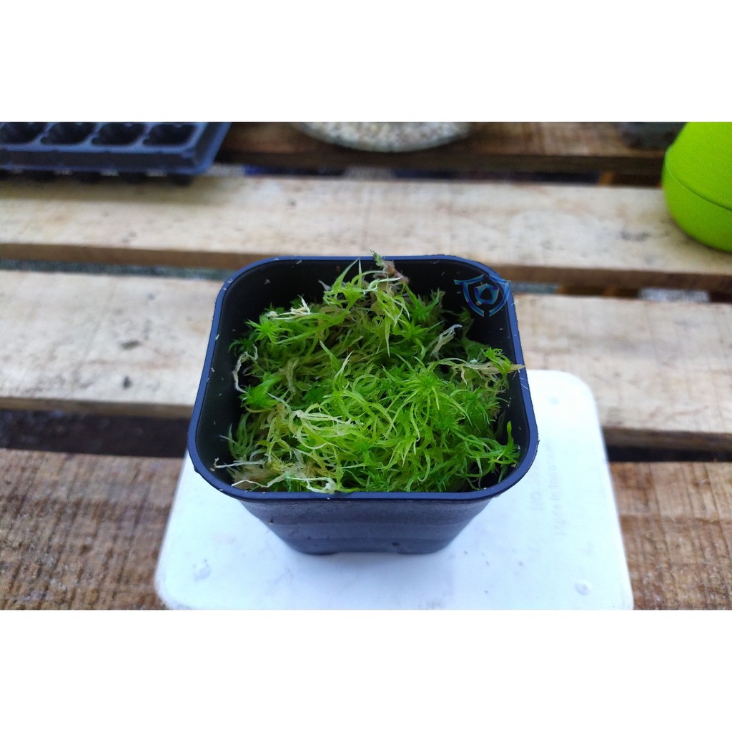 Sphagnum Moss - Spagnum Moss - Spaghnum Moss - Lumut Hidup