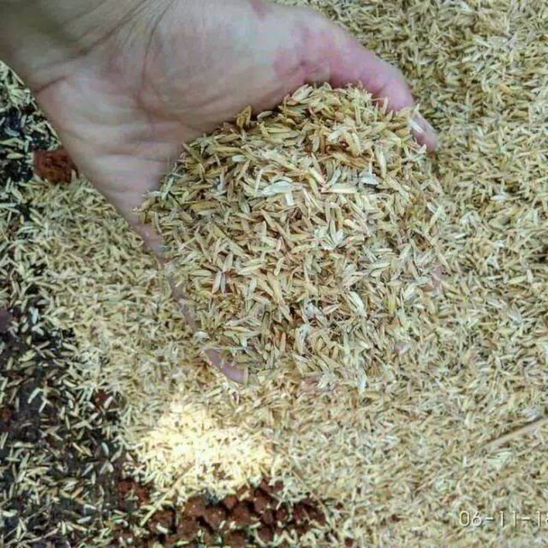 Sekam / gabah padi / merang / sekam mentah kering.