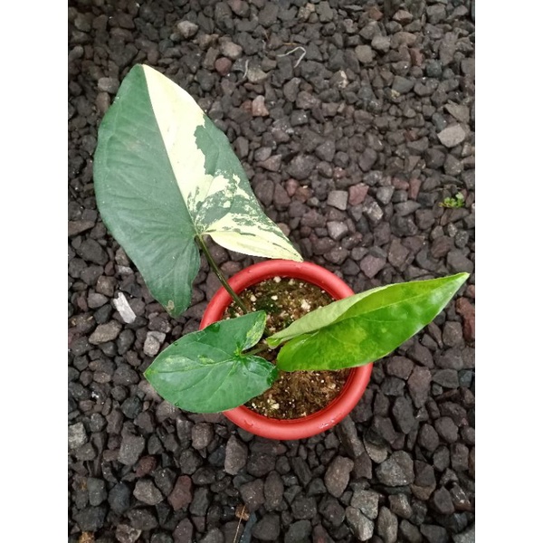 tanaman hias syngonium yellow / syngonium varigata yellow / syngonium varigata kuning