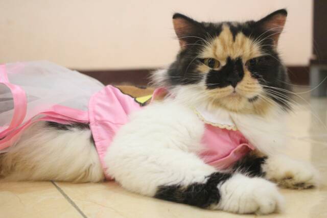 Dress pink rilakkuma untuk kucing dan anjing / baju kucing lucu / aksesoris hewan