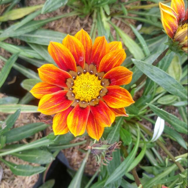 Tanaman gazani mini orange blooming sunflower (gazania) - BAKUL KEMBANG