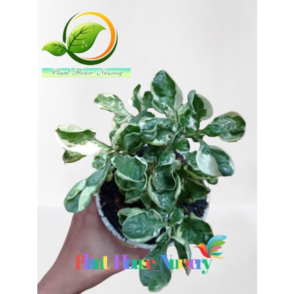 TANAMAN HIAS EUONYMUS FORTUNEI