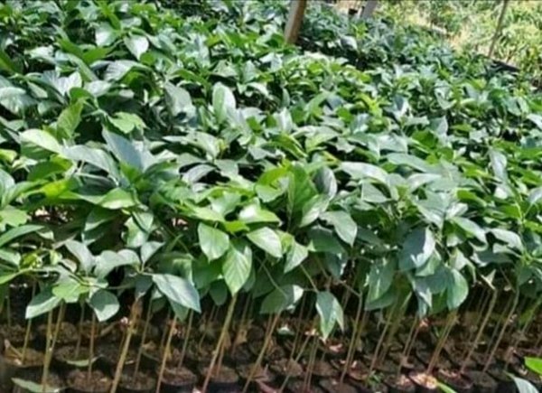 Bibit Alpukat Aligator Jumbo