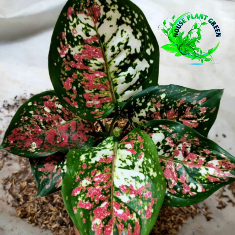 Tanaman Hias Aglonema Tricolor - Aglonema Dud tricolor Dewasa