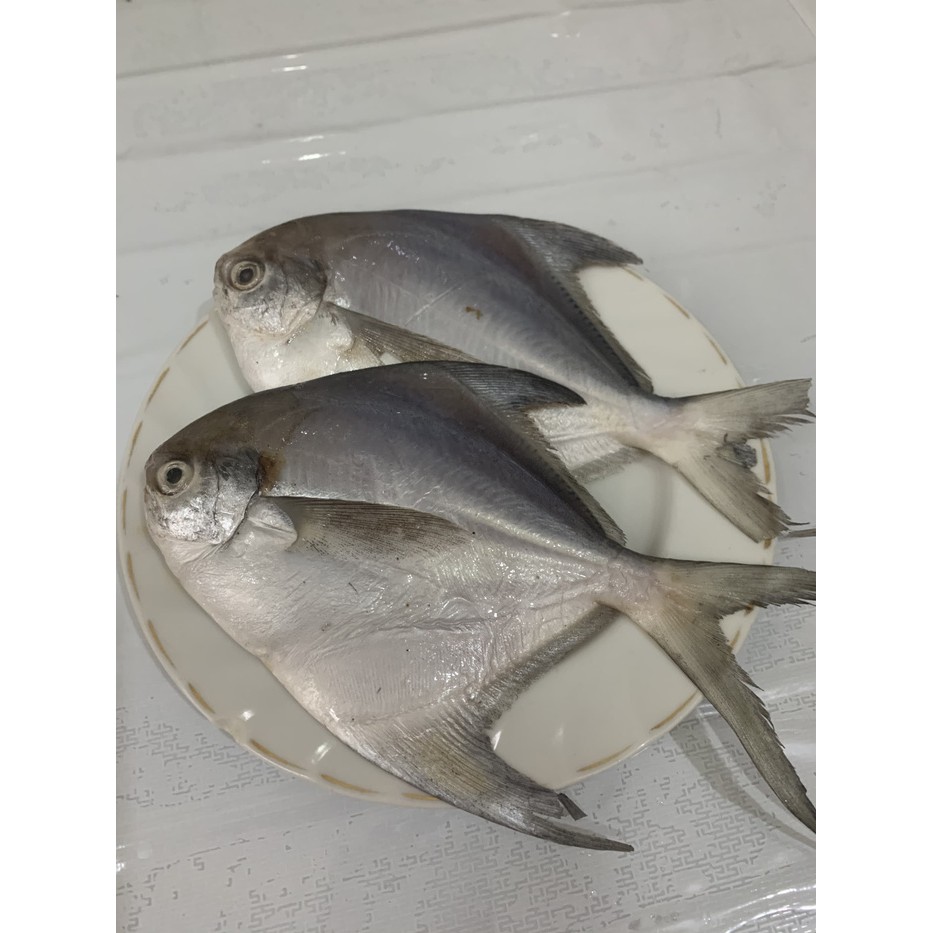 

IKAN BAWAL PUTIH FROZEN SIZE (400-500) GRAM - ISI 2 EKOR