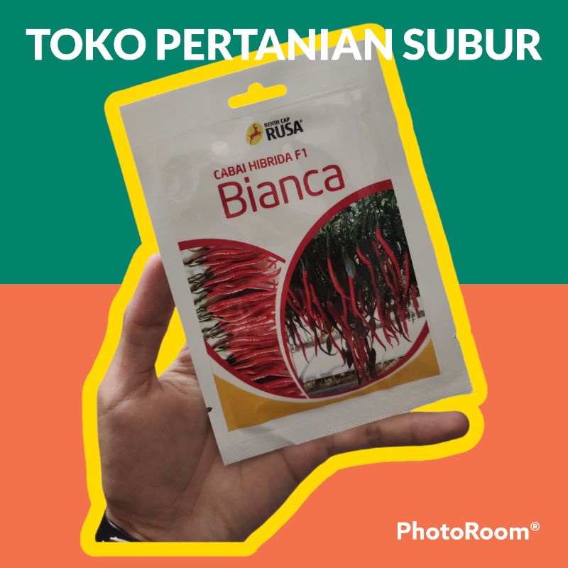 Benih Cabai Besar Hibrida F1 BIANCA CAP RUSA [10 gr]
