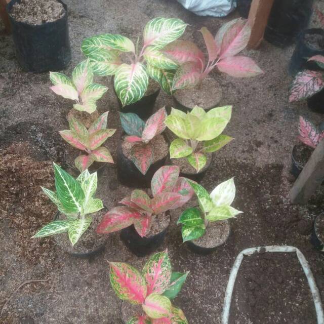 Paket aglonema import free ongkir