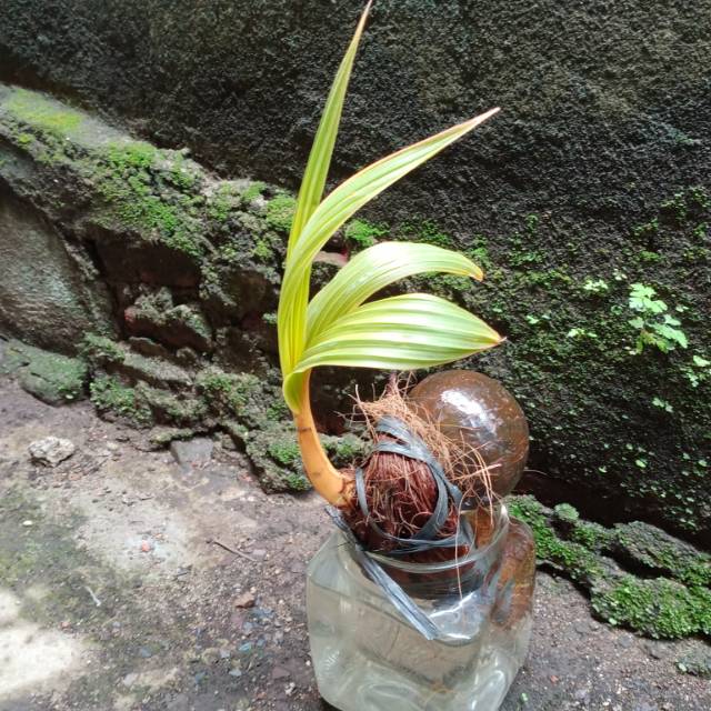 Bonsai kelapa gading Oren  media air