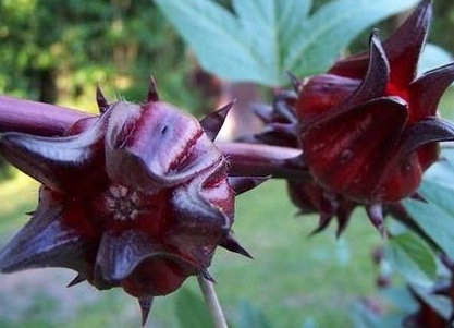 Benih Rosela / Rosella Ungu / Purple Rosella