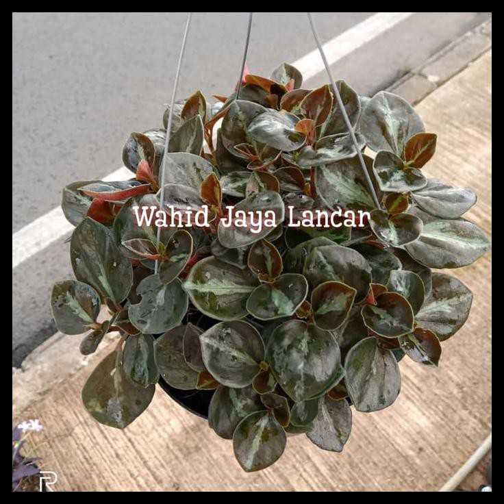 TANAMAN HIAS GANTUNG METALICA / PEPEROMIA METALICA