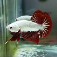 ikan cupang koi galaxy mullticolor | shopee indonesia