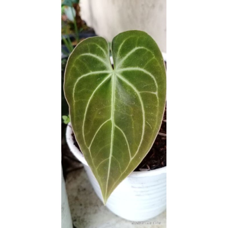 anthurium magnificum x dark mama