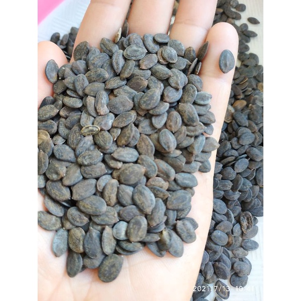 PAKET BIJI KALIANDRA ISI 5000 BUTIR / BENIH KALIANDRA / BIJI KALIANDRA