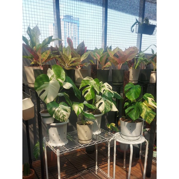 monvar 1 daun pancing dan marmo 1 daun pancing plus 1 tunas